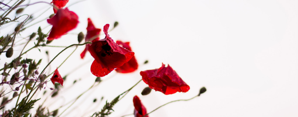 Sagt die Farbe des Menstruationsblutes etwas über die Zyklusgesundheit aus?