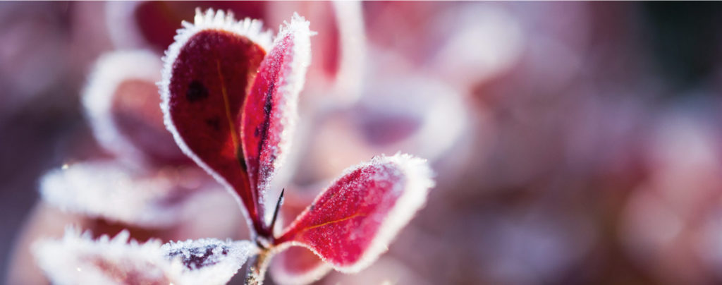 Zyklusstörungen – Wenn die Hormone aus dem Gleichgewicht geraten