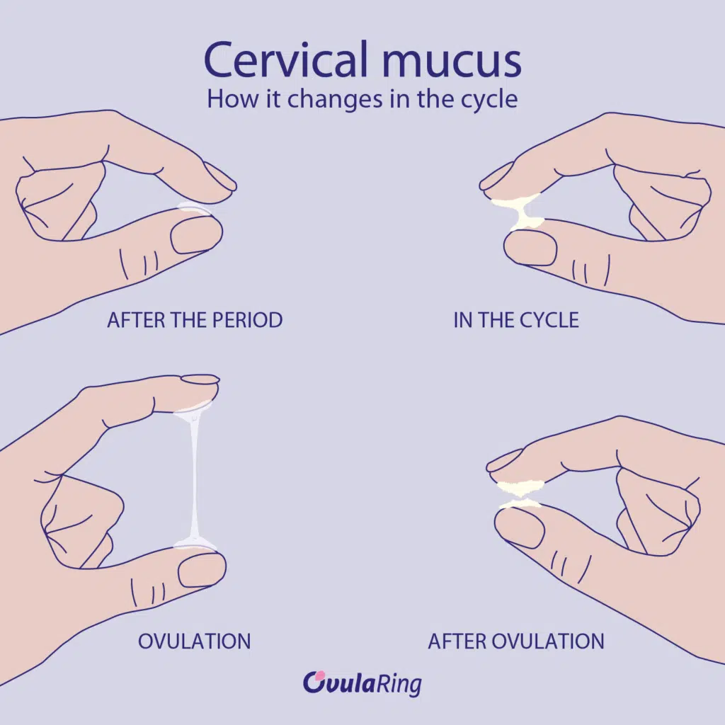 How dows cervical mucus changes during the femal menstrual cycle - OvulaRing