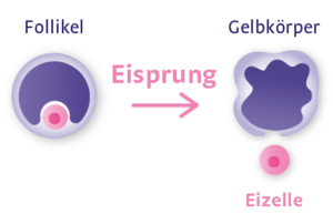 OvulaRing - Eisprung - vom Follikel zum Gelbkörper mit Eizelle